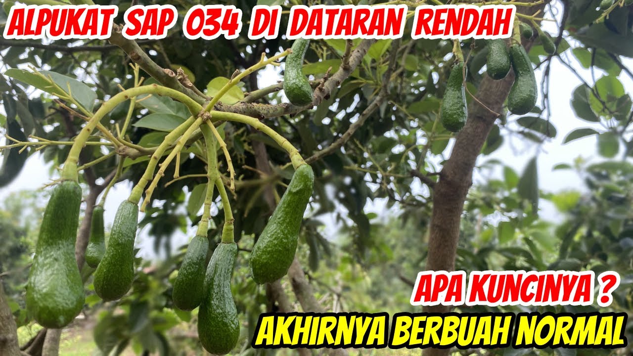 Akhirnya! Alpukat SAP 034 Berbuah Normal Hampir 100% di Dataran Rendah
