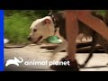How to Get a Frightened Dog to Trust You How to Get a Frightened Dog to Trust You