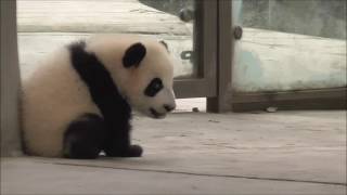 Giant Panda: Hello