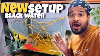 BLACK WATER TANK for My ANGEL FISHES 😍 || Natural Aquarium