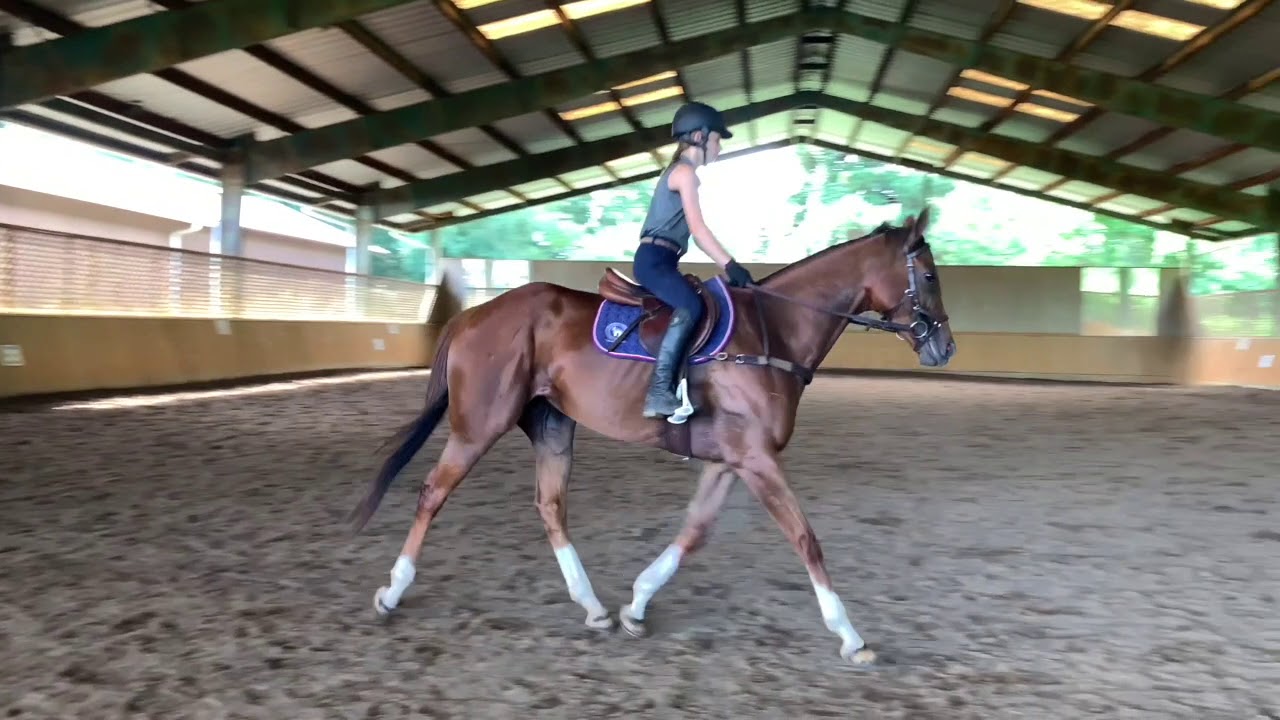 Cajun Dame US Thoroughbred horse for adoption/sale Covington, LA