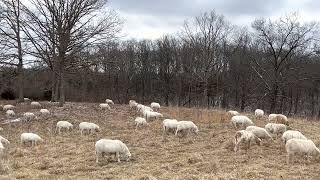 If you have small acreage, sheep are your best ruminant animal to manage.