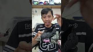Download Lagu Sepatu Kaca Cinderela Wow Keren MP3