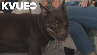 Meet Archie from the Williamson County Regional Animal Shelter | Pet of the Week