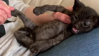 Kittens with deformed legs won't stop them zooming around