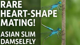 Asian Slim Damselfly Mating Wheel | Rare Heart-Shaped Behavior Caught on Camera