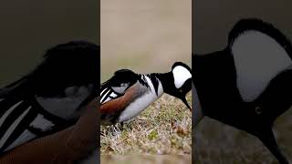 Hooded Merganser showing who da boss. 4K wildlife, #short #waterfowl #duck