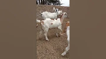 Animal Bj 