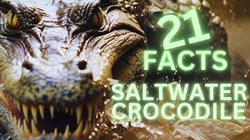 The Worlds Largest Reptile: 21 Awesome Facts about the Saltwater Crocodile