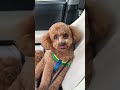 Моя Лилу (порода Мальтипу) #shorts