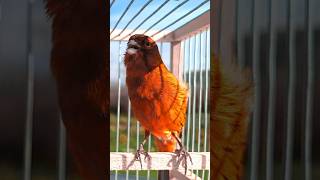 The Best Canary