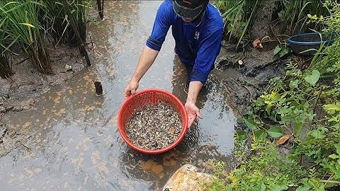 Giải cứu cá rô đồng (T66) tập này nhiều vô số kể 