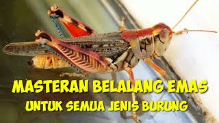 Download Lagu MASTERAN BELALANG EMAS // PALING DI CARI MP3 Download Lagu MASTERAN BELALANG EMAS // PALING DI CARI MP3