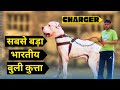      charegr ll charger bully dog kennel ll bully kutta import export ll1ll