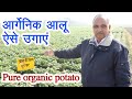 बिना रासायनिक खाद आलू ऐसे उगाएं,Organic Potato Farming without DAP, Urea and pesticides