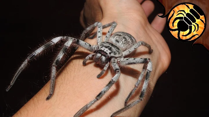 Giant Huntsman Spiders BREEDING