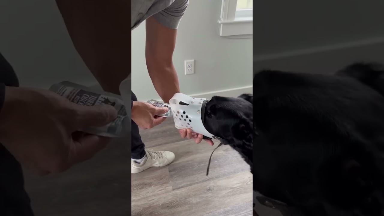 Our Favorite Products for Helping Dogs with Aggression