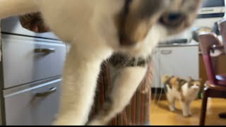 ちょっとタイトル思いつかなかった。