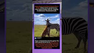 ⚡ | Zebra vs Hyena Deadlock | #WildlifeSurvival #NatureIsMetal