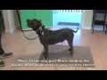 Learn To Train The Good Dog Way: Place Command - The Good Dog Training Tips! Learn To Train The Good Dog Way: Place Command - The Good Dog Training Tips!