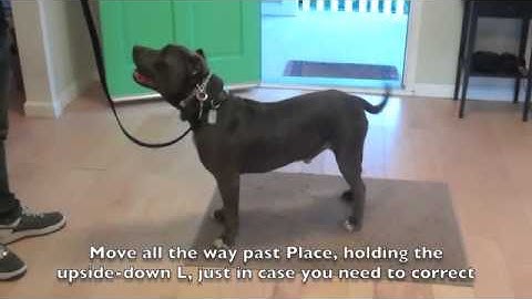 Learn To Train The Good Dog Way: Place Command - The Good Dog Training Tips!