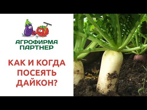 Video: Дайкон өстүрүү