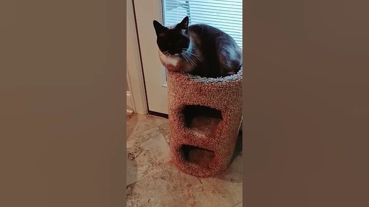 Video 11128231: siamese, calmcat