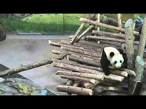 Toronto Zoo Giant Panda Surprised by Squirrel