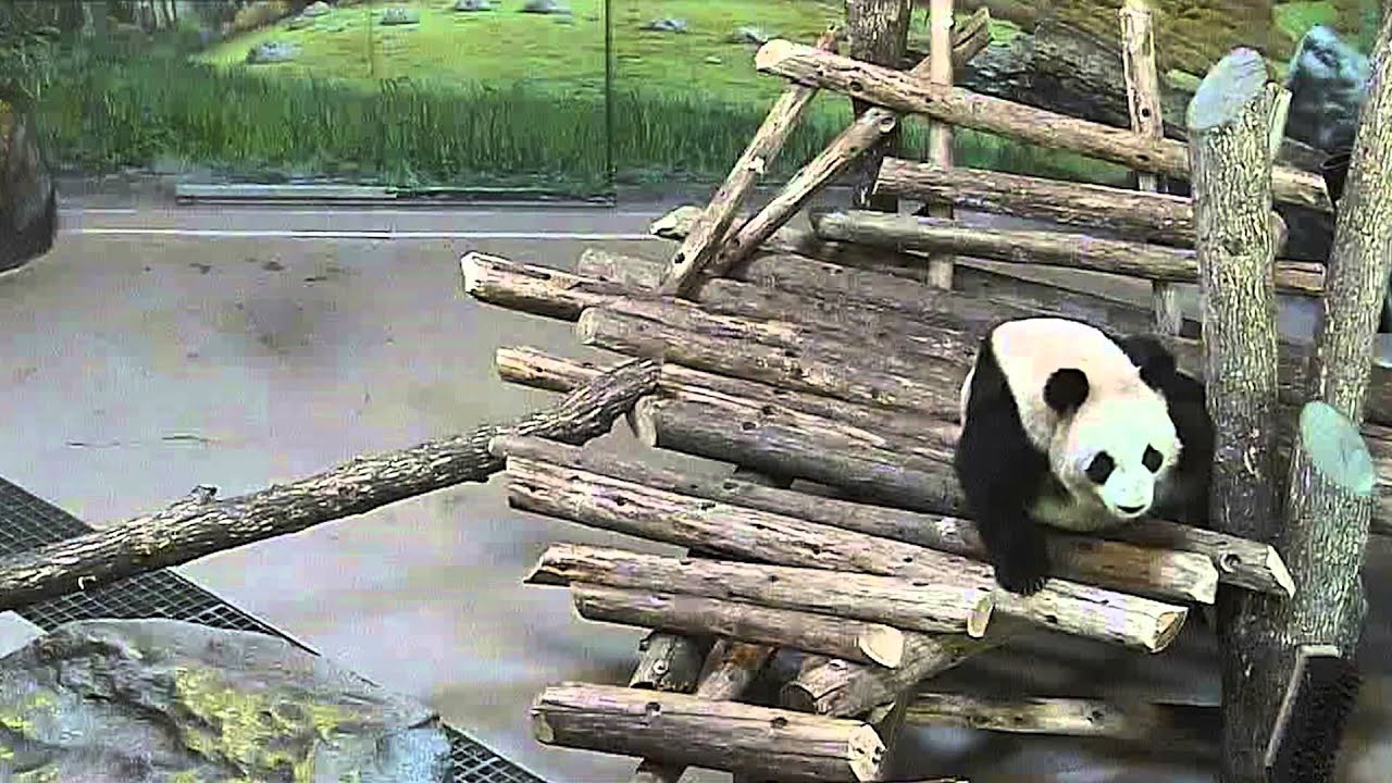 Toronto Zoo Giant Panda Surprised by Squirrel YouTube