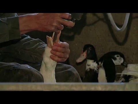 Video: Perché le anatre vengono alimentate forzatamente?