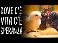 ðŸ£NASCITA DI UN PULCINOðŸ£ LIVE ðŸ”´