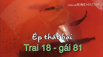 Nguyên nhân thất bại khi ép cá betta thường gặp.