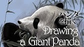 レッサーパンダ イラスト 描き方まとめ Youtube