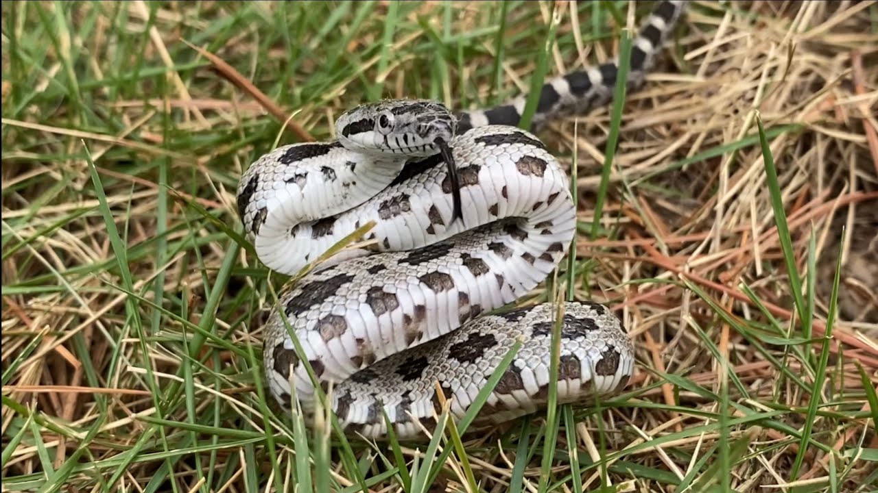 Liberando una serpiente camera iphone 8 plus apk