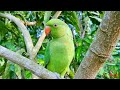 Green Parrot Natural Sounds Green Parrot Natural Sounds