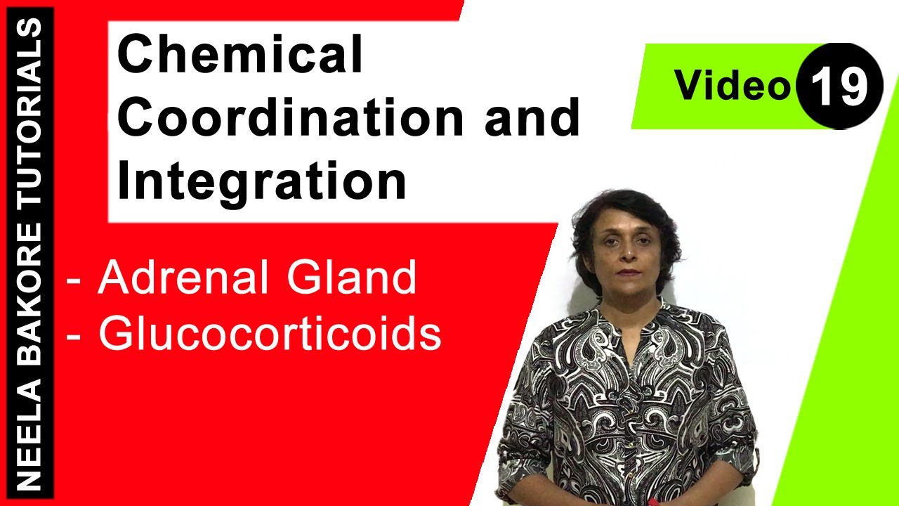 Chemical Coordination and Integration - Adrenal Gland - Glucocorticoids sarva shiksha abhiyan ts