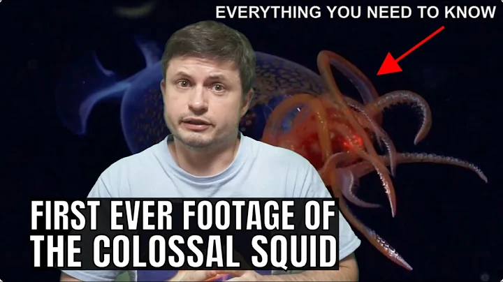 First Ever Footage of the Colossal Squid and Here's What We Know About It