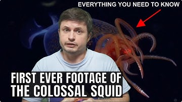 First Ever Footage of the Colossal Squid and Here