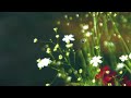 Wildflowers at Home 4K