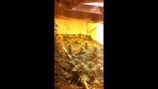 4000 watt Flower Room A Day 21