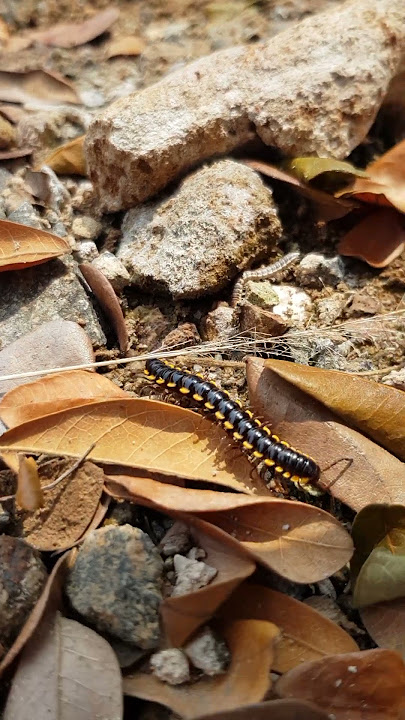 B3LUM KETEMU MANGSA BARU !!!!!! #millipede #kakiseribu #luwing