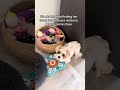 She Lost Her Treat and Chose VIOLENCE When I Tried to Help 😂🐾 | Frankie Tails