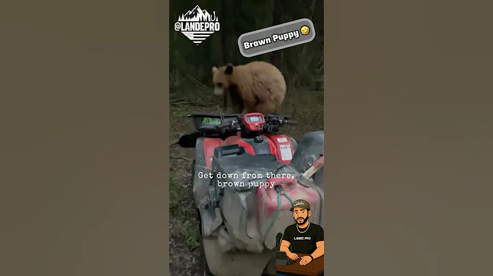 Lucky it’s not a Grizzly 👀 #survival #bear #nature #animals #wildlife #shtf #crazy #outdoors #wild