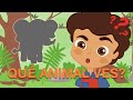 COMPILADO de MÚSICA INFANTIL | 🐵 Canciones con ANIMALES de la SELVA 🐘 | Leoncito Alado 2022 ☁️🦁☁️