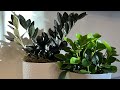 Repotting houseplants tips!  Raven ZZ and Peperomia lemon lime repotting and overview!