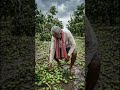 A Storm Shattered The Entire Dream Of A Farmer FarmerLife Khedut MangoFarm StormDamage