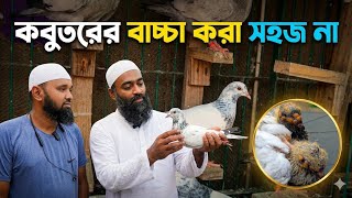 জোর করে আমার কবুতরের বাচ্চা কিনে নিয়ে গেল 
