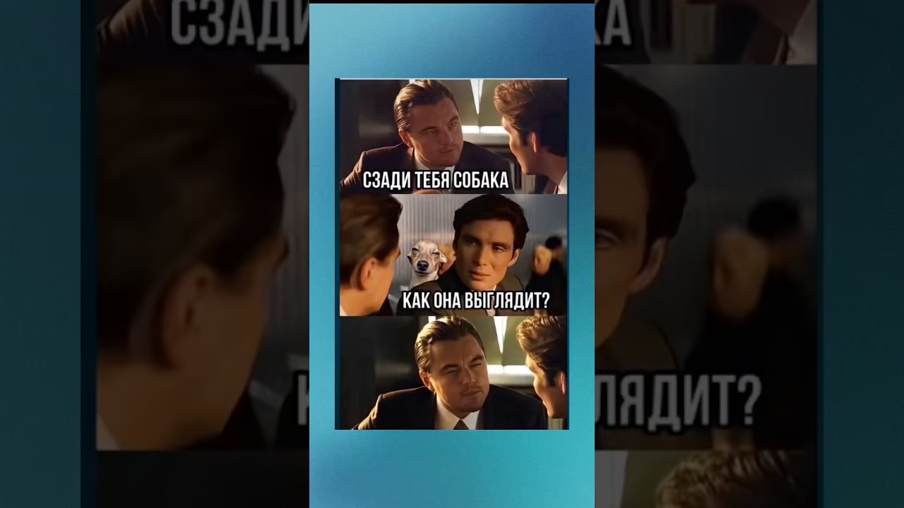 Взгляд собаки😆 