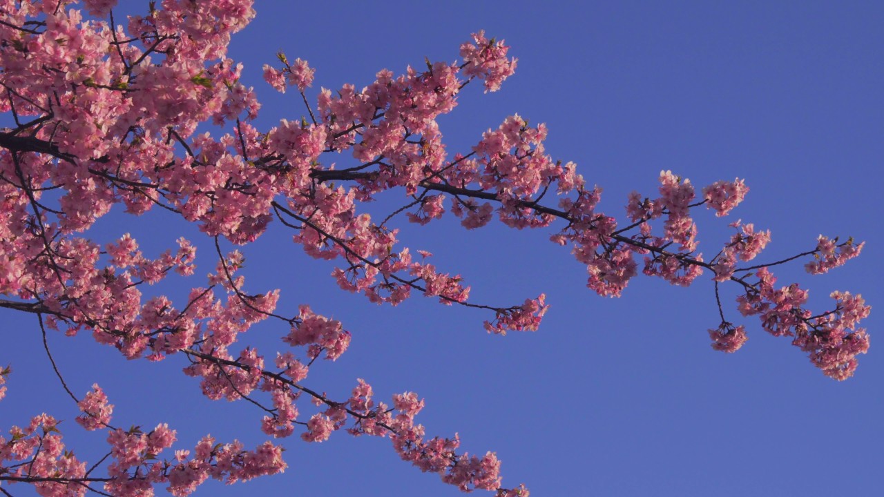 black mirror season 5 河津桜 節分に満開に至る 池上本門寺 α6500 4K S-log2 Kawazu Zakura is fully blooming Ikegami Honmonji temple
