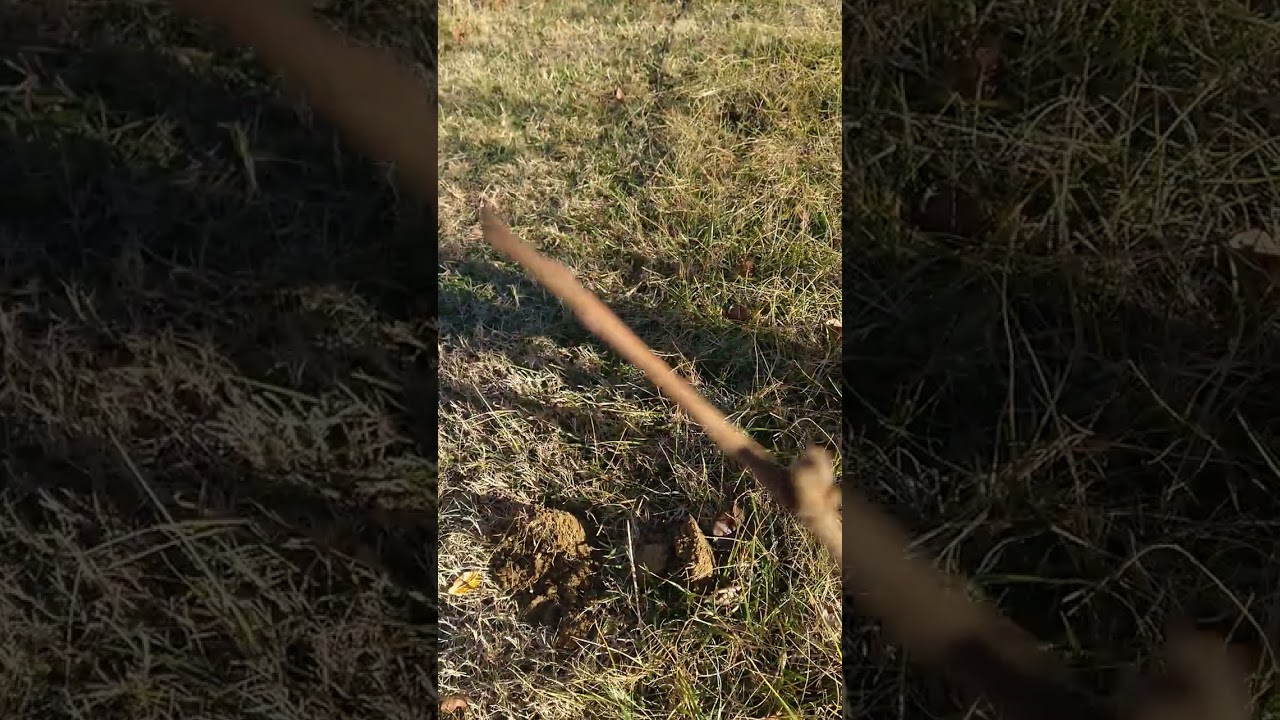 Planting bare root Fuyu Persimmon trees in January Zone 7